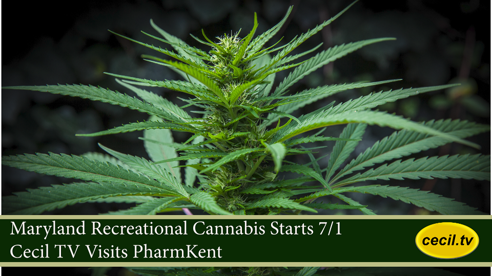 Maryland Recreational Cannabis Starts 7/1 -  Cecil TV Visits PharmKent